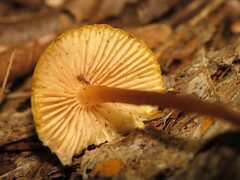 Marasmiineae