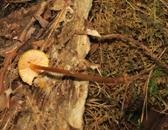 Marasmiineae