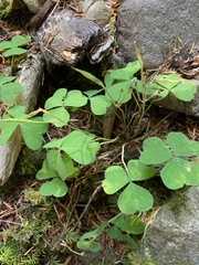 Oxalis trilliifolia