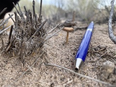 Battarrea phalloides