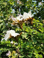 Lysiphyllum winitii