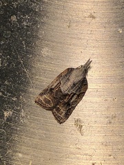 Platynota idaeusalis