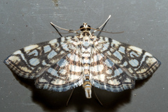 Lygropia rivulalis