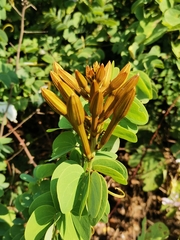Lysiphyllum winitii