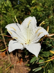 Lysiphyllum winitii
