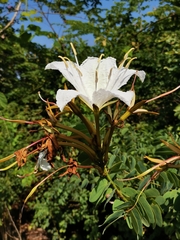 Lysiphyllum winitii