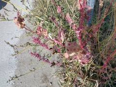 Atriplex hortensis
