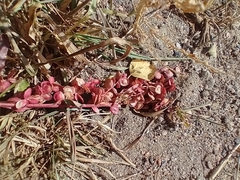 Atriplex hortensis