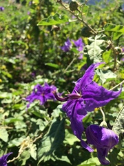 Solanum houstonii