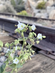 Mirabilis tenuiloba