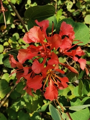 Bauhinia galpinii