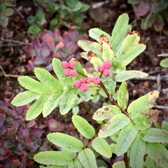 Sorbus sitchensis grayi