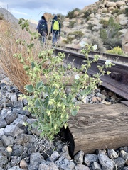 Mirabilis tenuiloba