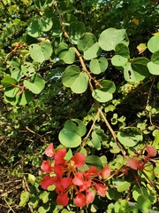 Bauhinia galpinii