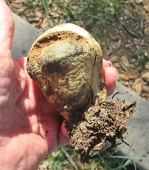 Pisolithus arenarius