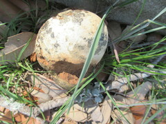 Pisolithus arenarius