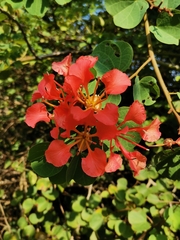 Bauhinia galpinii