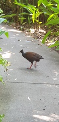 Megapodius reinwardt