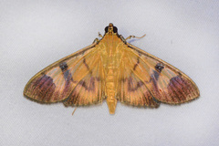 Phostria dohrnii
