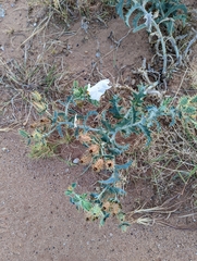 Argemone polyanthemos