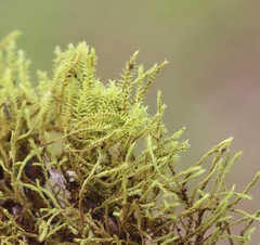 Triquetrella papillata