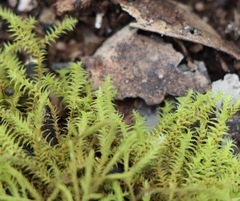 Triquetrella papillata
