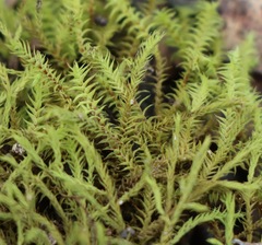 Triquetrella papillata