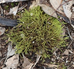 Triquetrella papillata