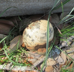 Pisolithus arenarius