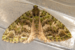 Austrocidaria similata