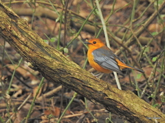 Cossypha natalensis natalensis