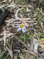 Allittia uliginosa