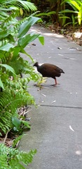 Megapodius reinwardt