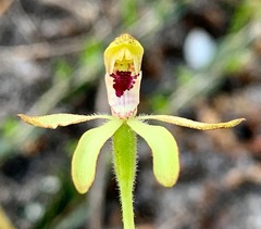 Caladenia transitoria