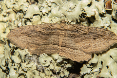 Austrocidaria gobiata