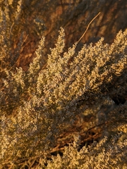 Artemisia filifolia
