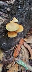 Tapinella panuoides