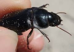 Harpalus