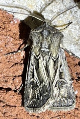 Agrotis