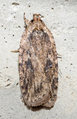 Agonopterix pulvipennella