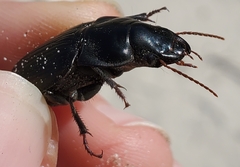 Harpalus