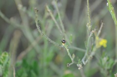Strachiini
