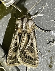 Agrotis