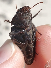 Harpalus