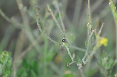 Strachiini