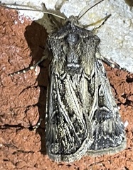Agrotis