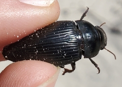 Harpalus