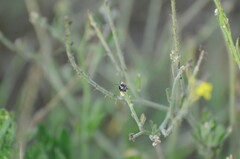 Strachiini