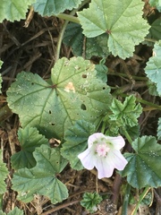 Malva alcea
