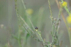Strachiini